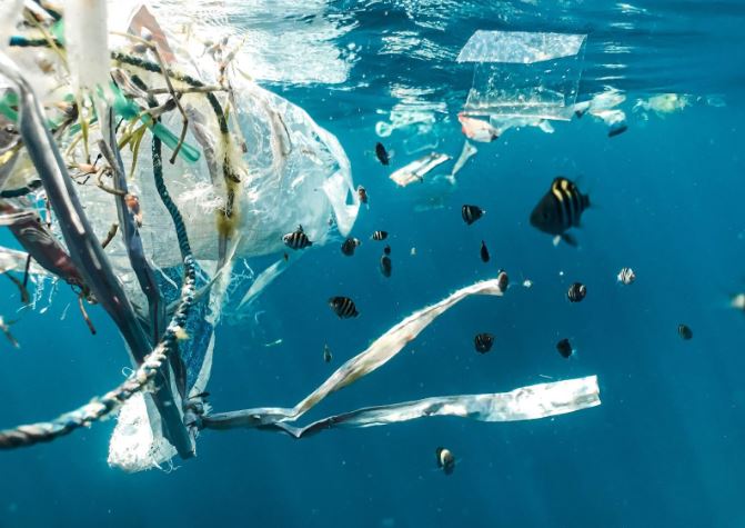 Los daños que causan las bolsas de plásticos afectan al medio ambiente, animales y seres humanos.